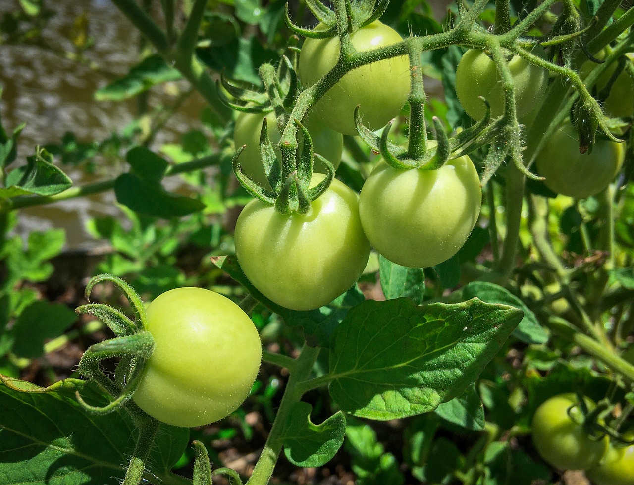 Grow Big, Juicy Tomatoes in Your Backyard